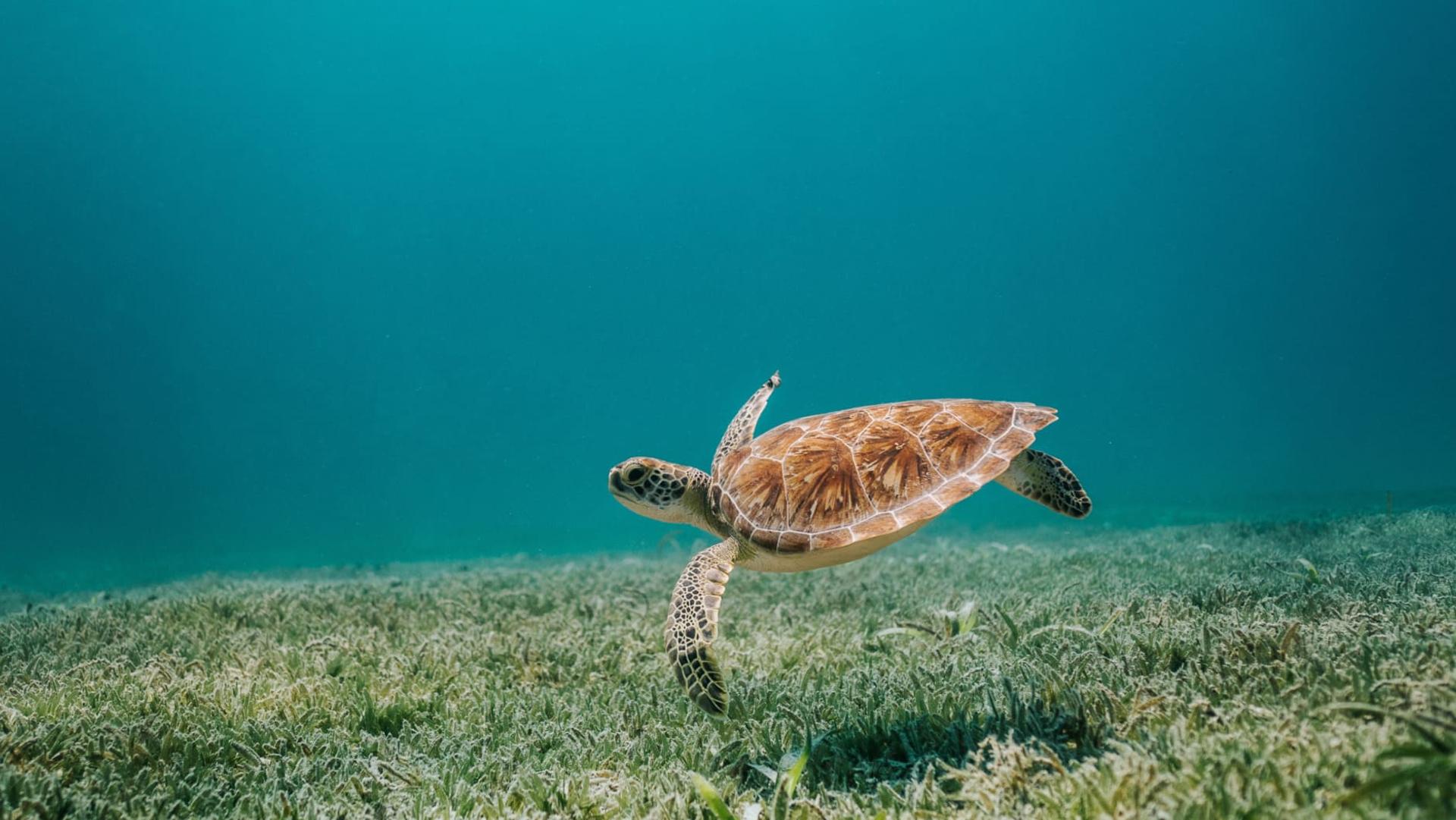 Picture of a sea turtle swimming in the sea