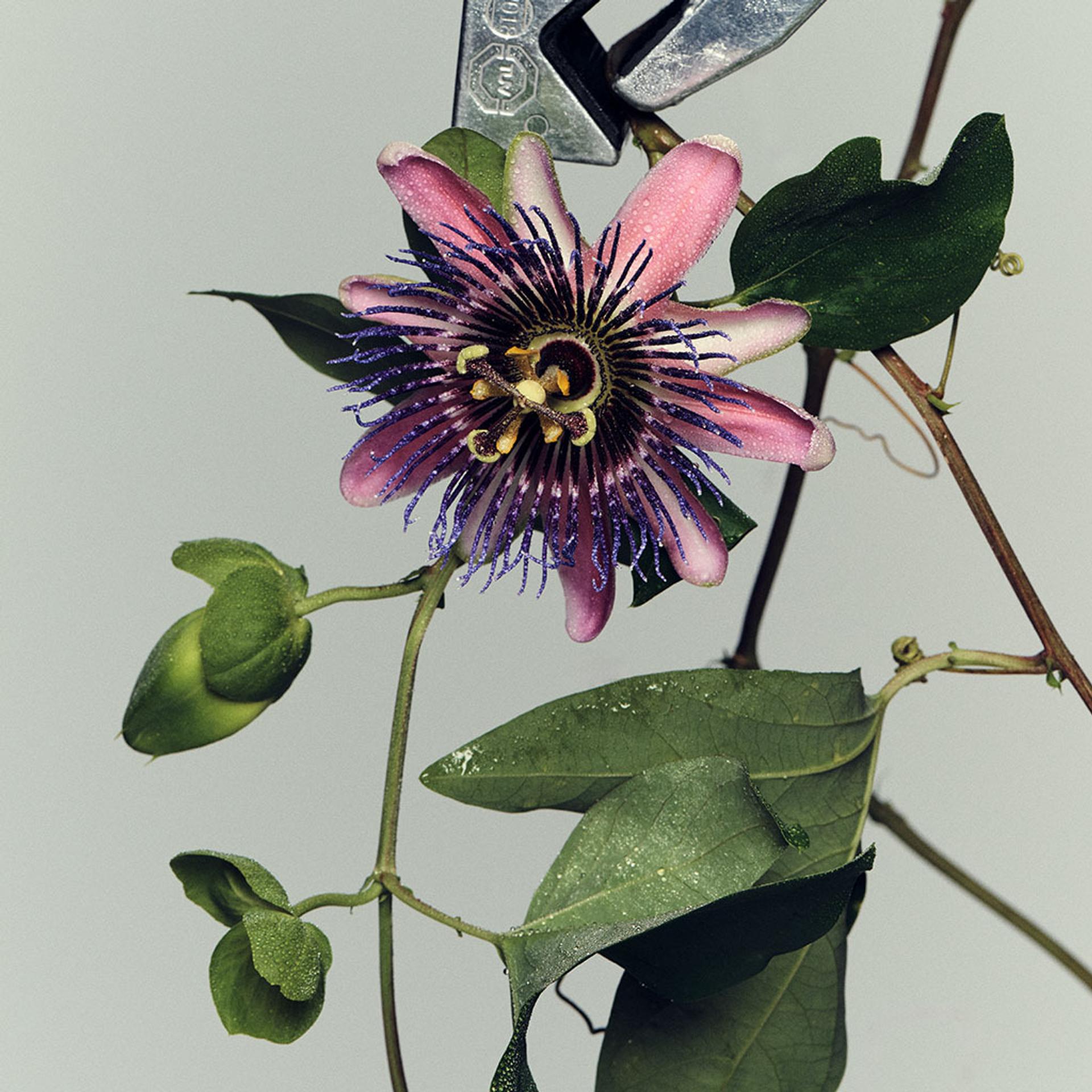 Lifestyle close up image of the centre a purple passionfruit flower