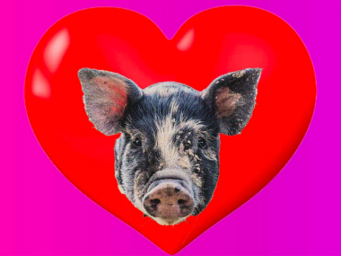 pig hearts.