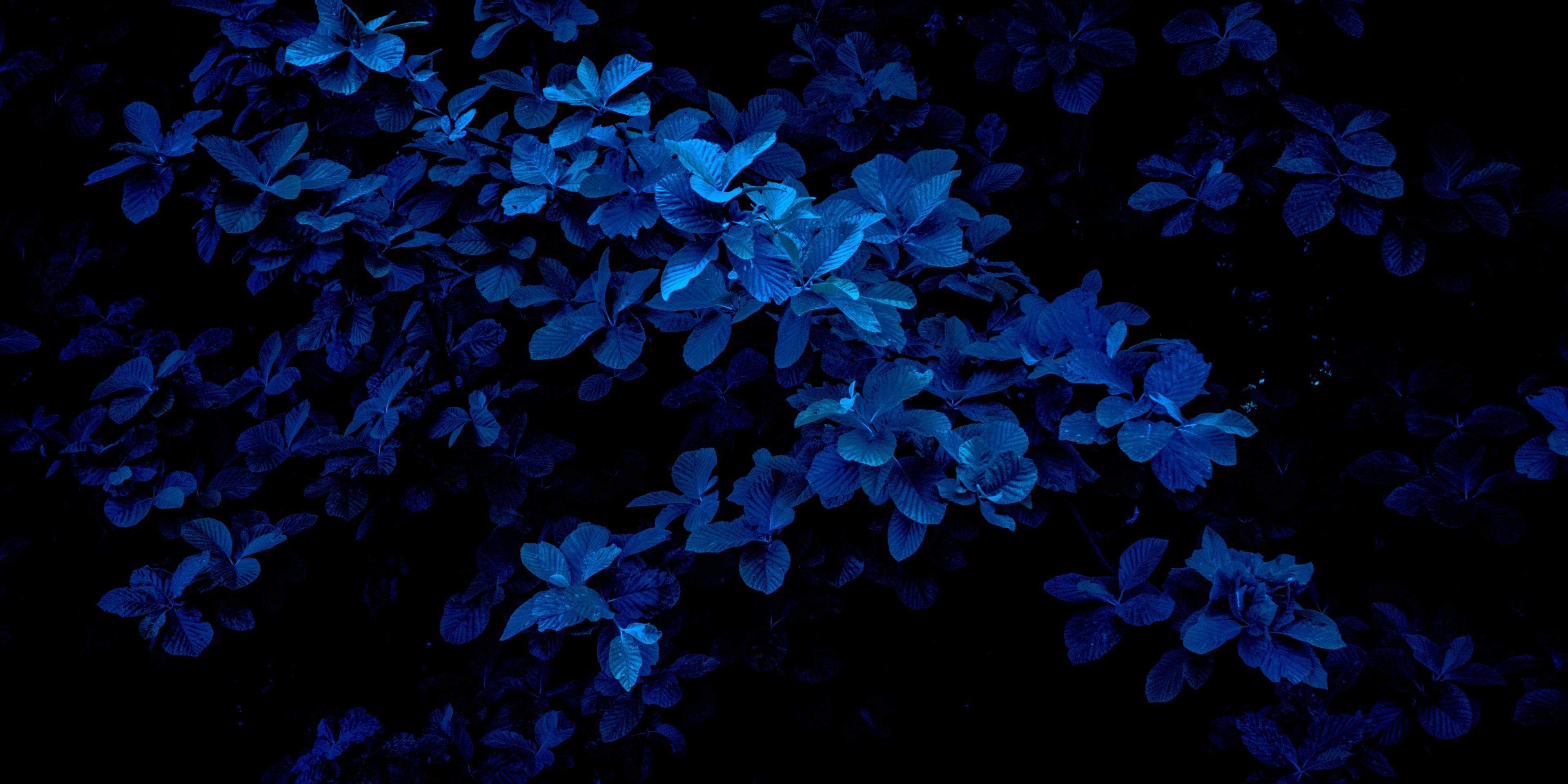 a bunch of blue flowers and leaves on a black background