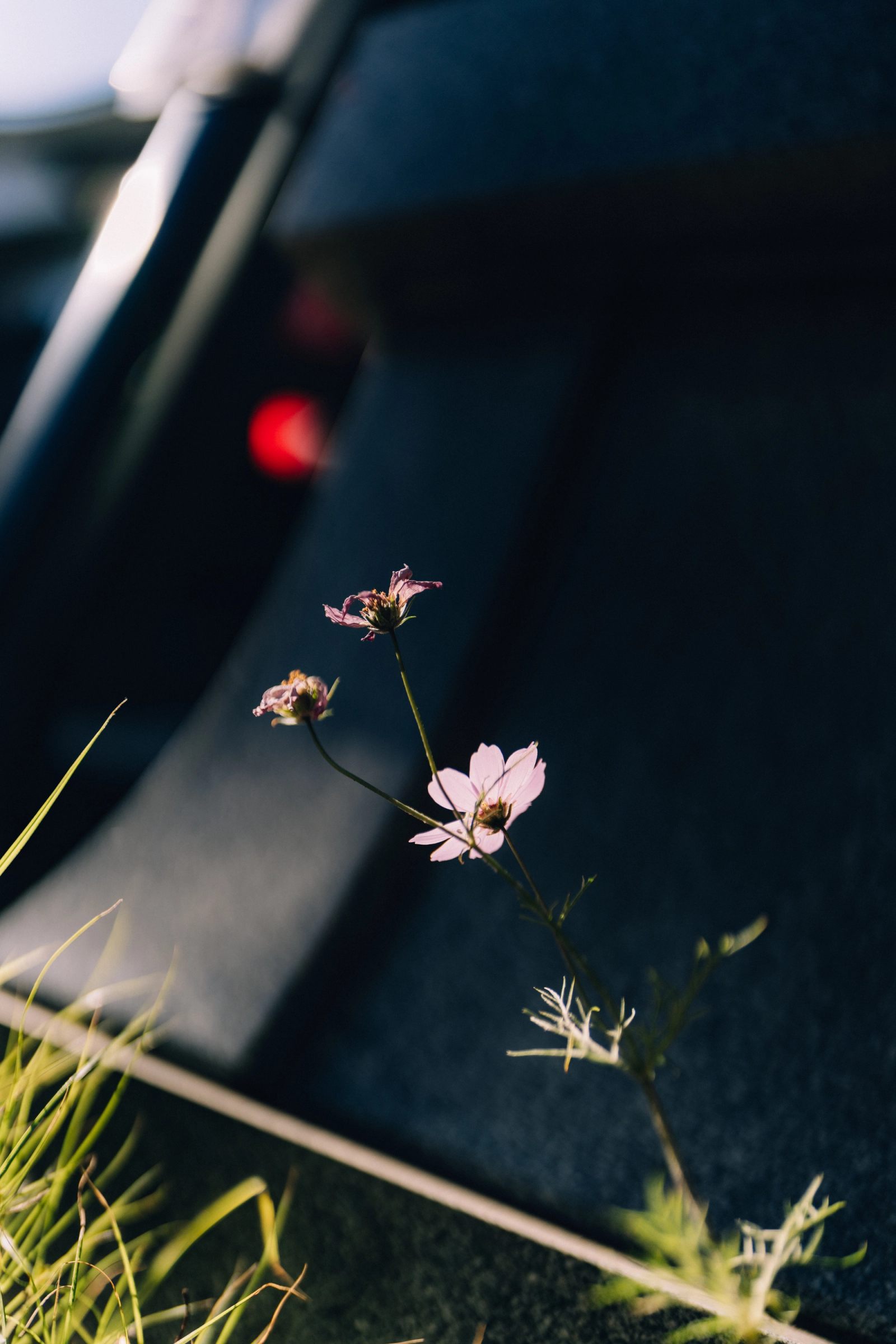 Pink cosmos flowers growing at the foot of a dark parked car in low light.