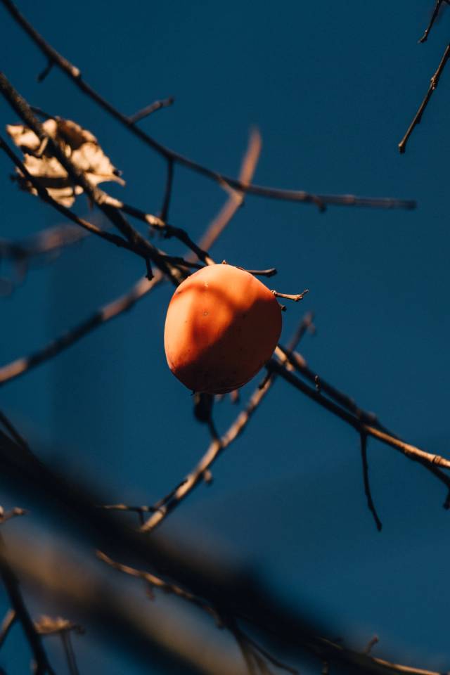 A single persimmon on bare branches against a deep blue sky.
