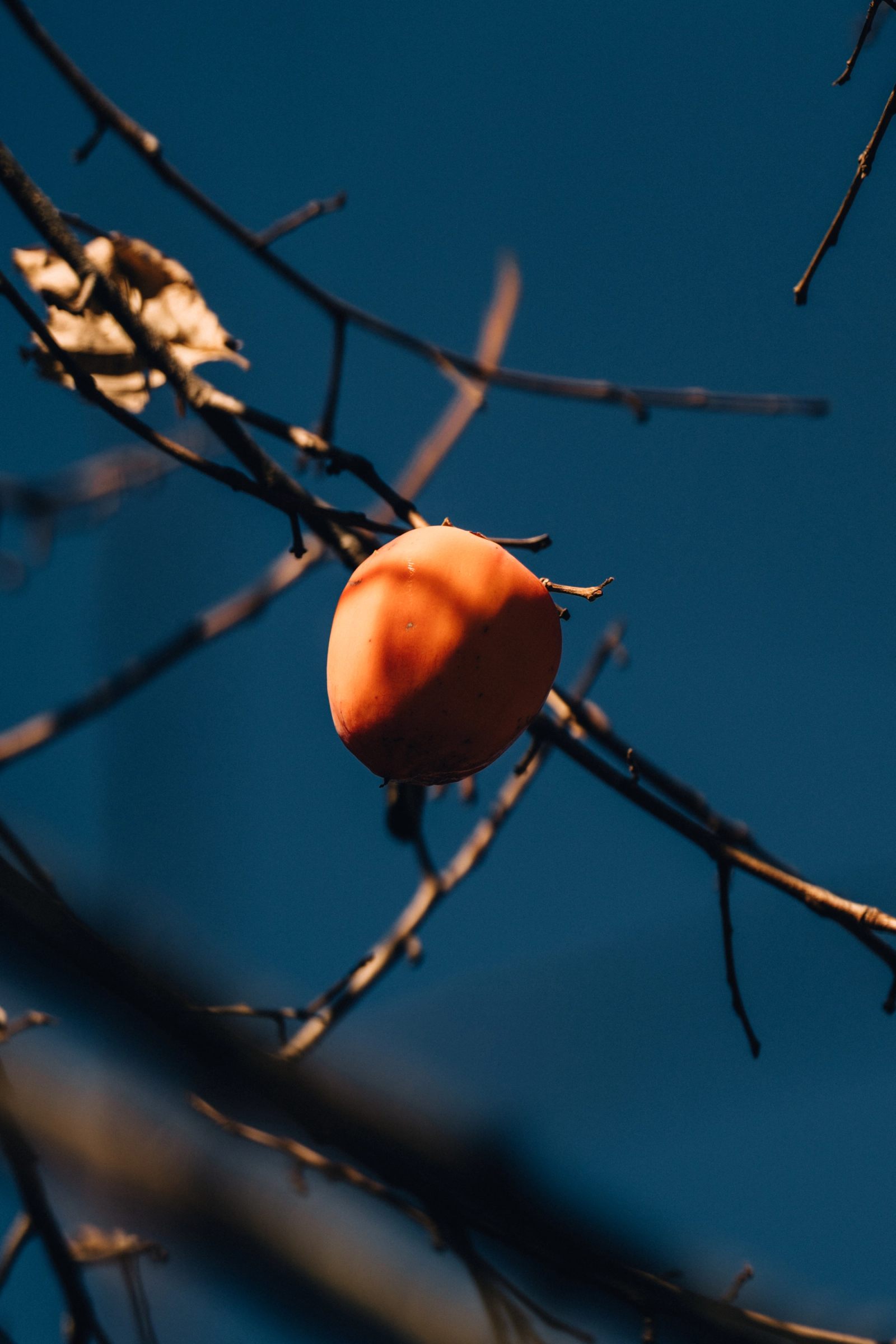 A single persimmon on bare branches against a deep blue sky.