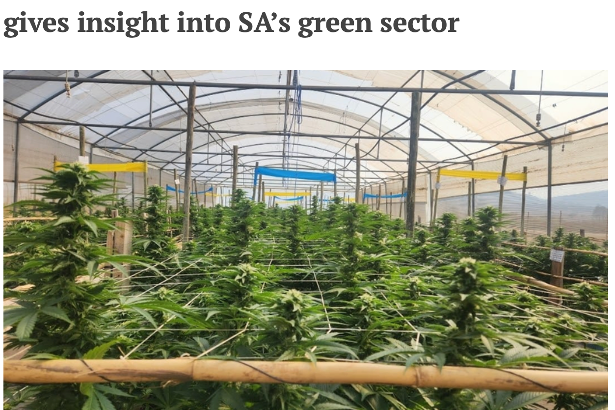 "I’m a farmer, not a thug": Cannabis cultivator gives insight into SA’s green sector