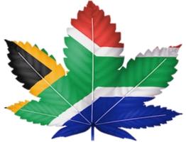 Marijuana Board Of South Africa