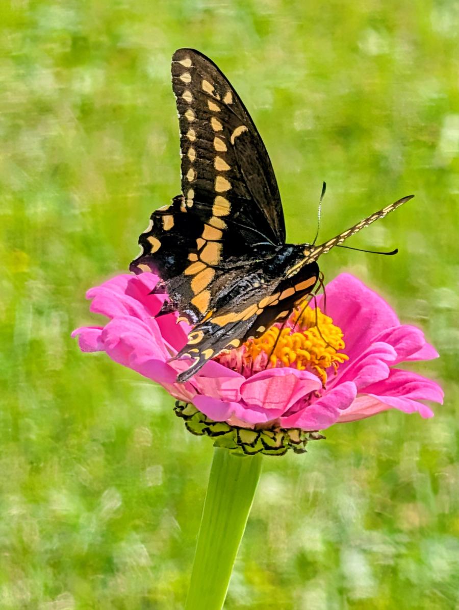 Swallowtail on a zinnia