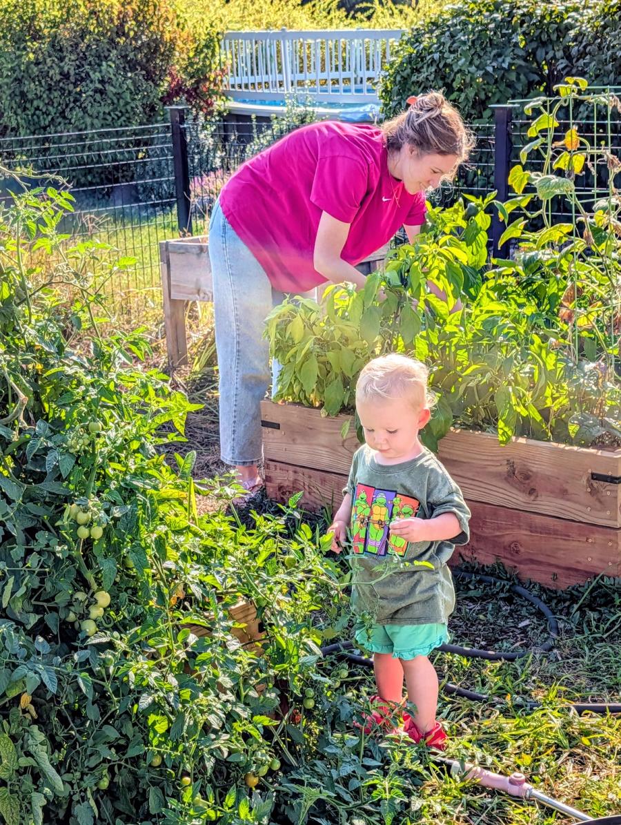 Tomatoes, tended together