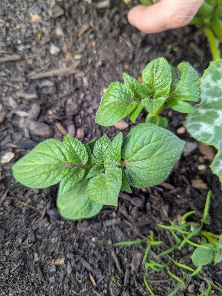 A seedling, just up