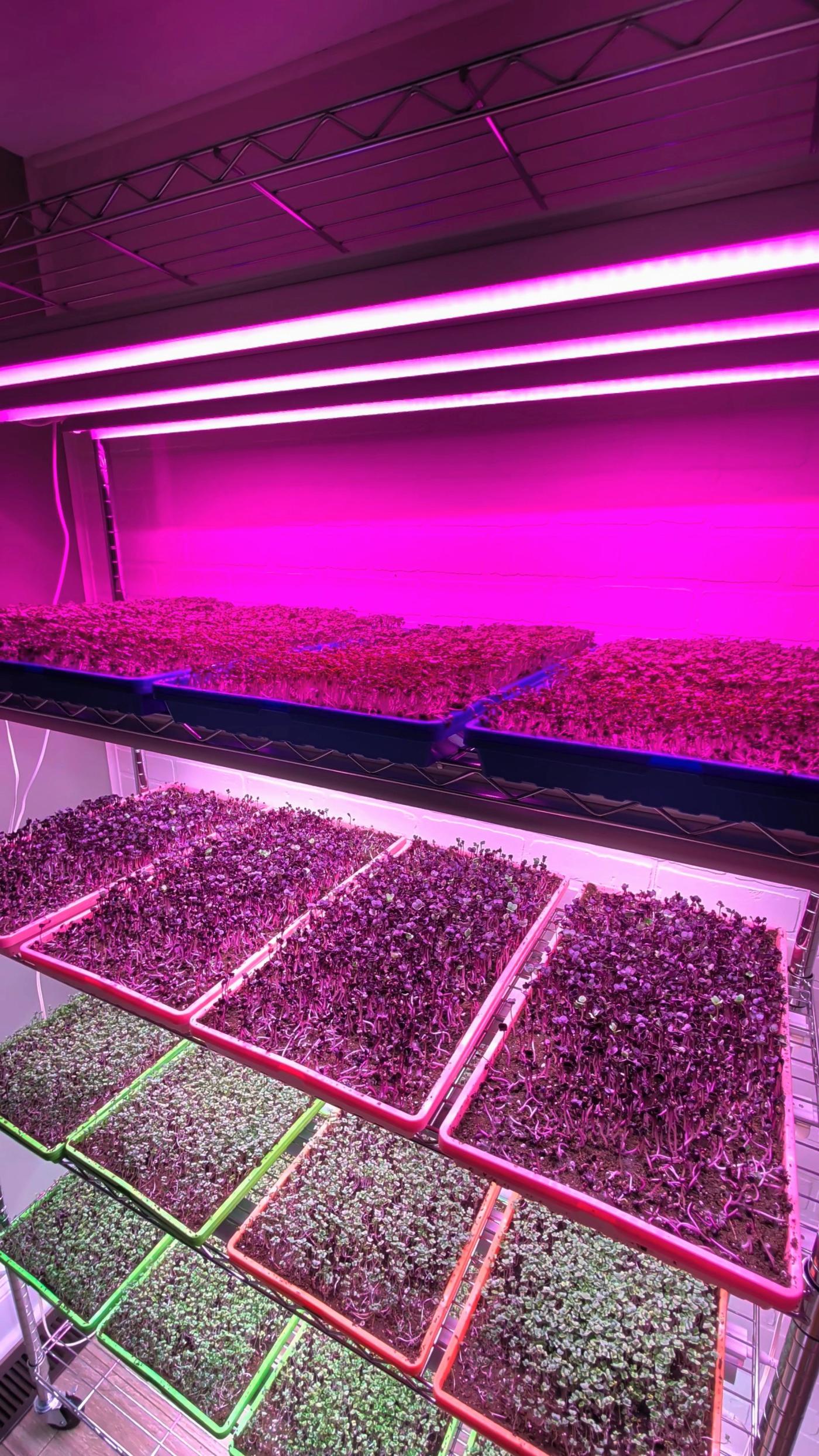 The first Wilder Roots rack — five shelves of microgreens under pink and white grow lights.