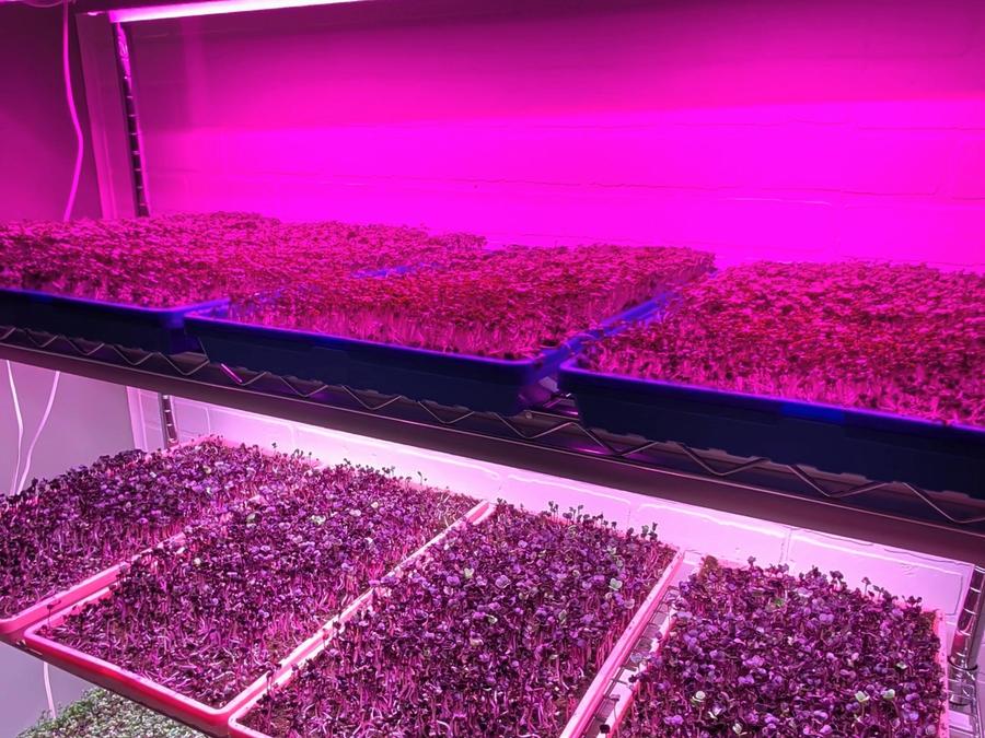 First sow: five shelves, one rack, and zero idea how this goes.