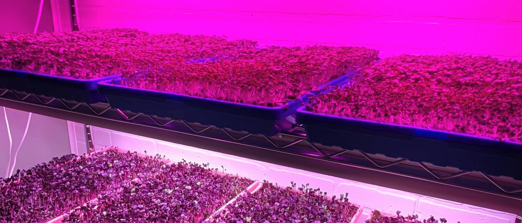 First sow: five shelves, one rack, and zero idea how this goes.