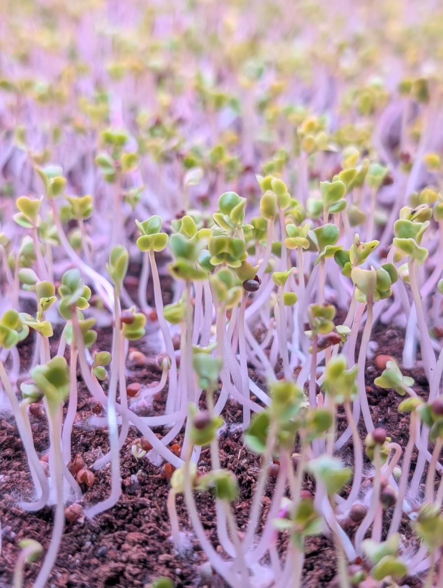 Broccoli, just up