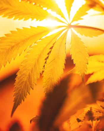 Cannabis