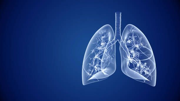 Lungs | image credit: istock photo