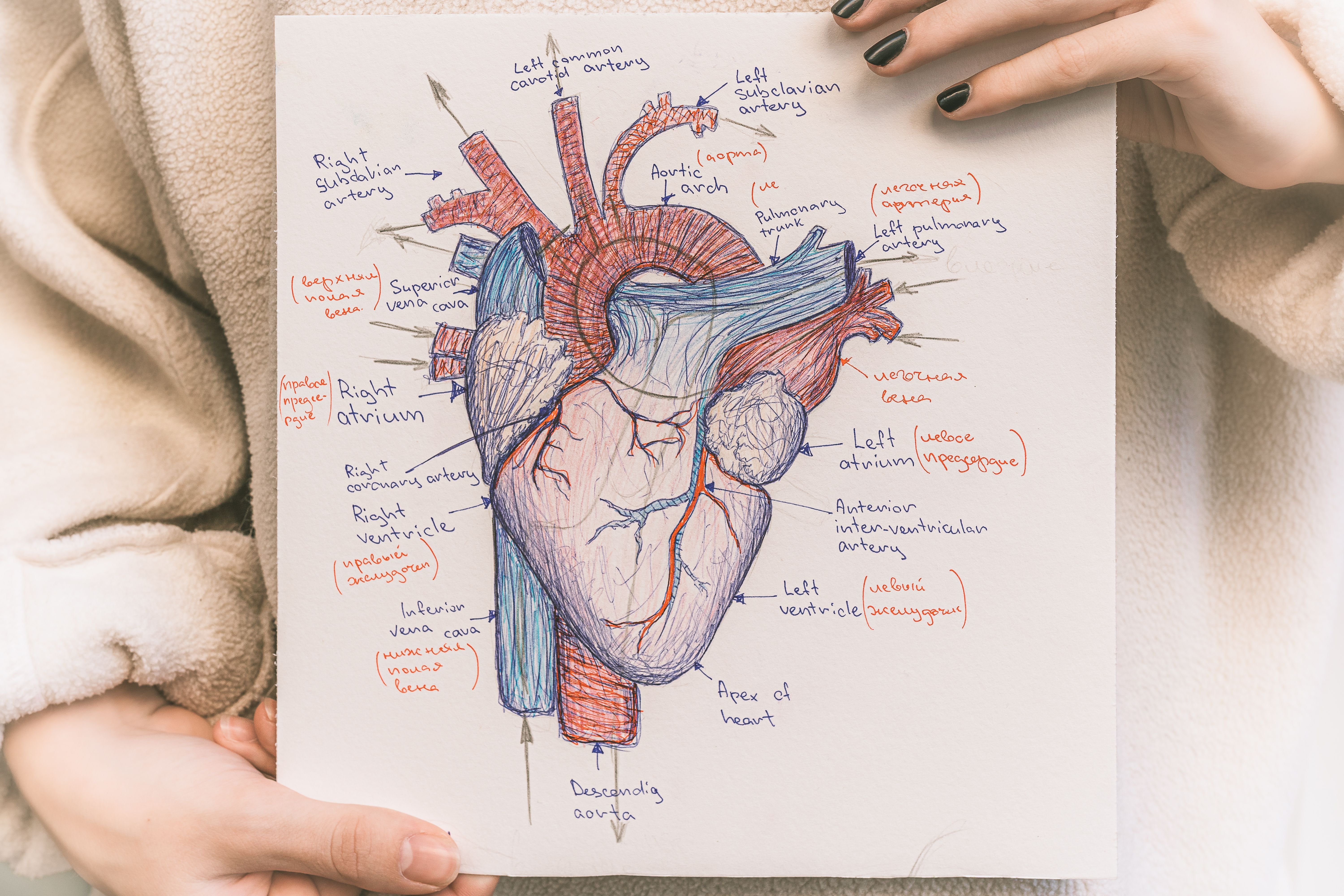 Heart anatomy on paper | Image credit: larisikstefania – stock.adobe.com