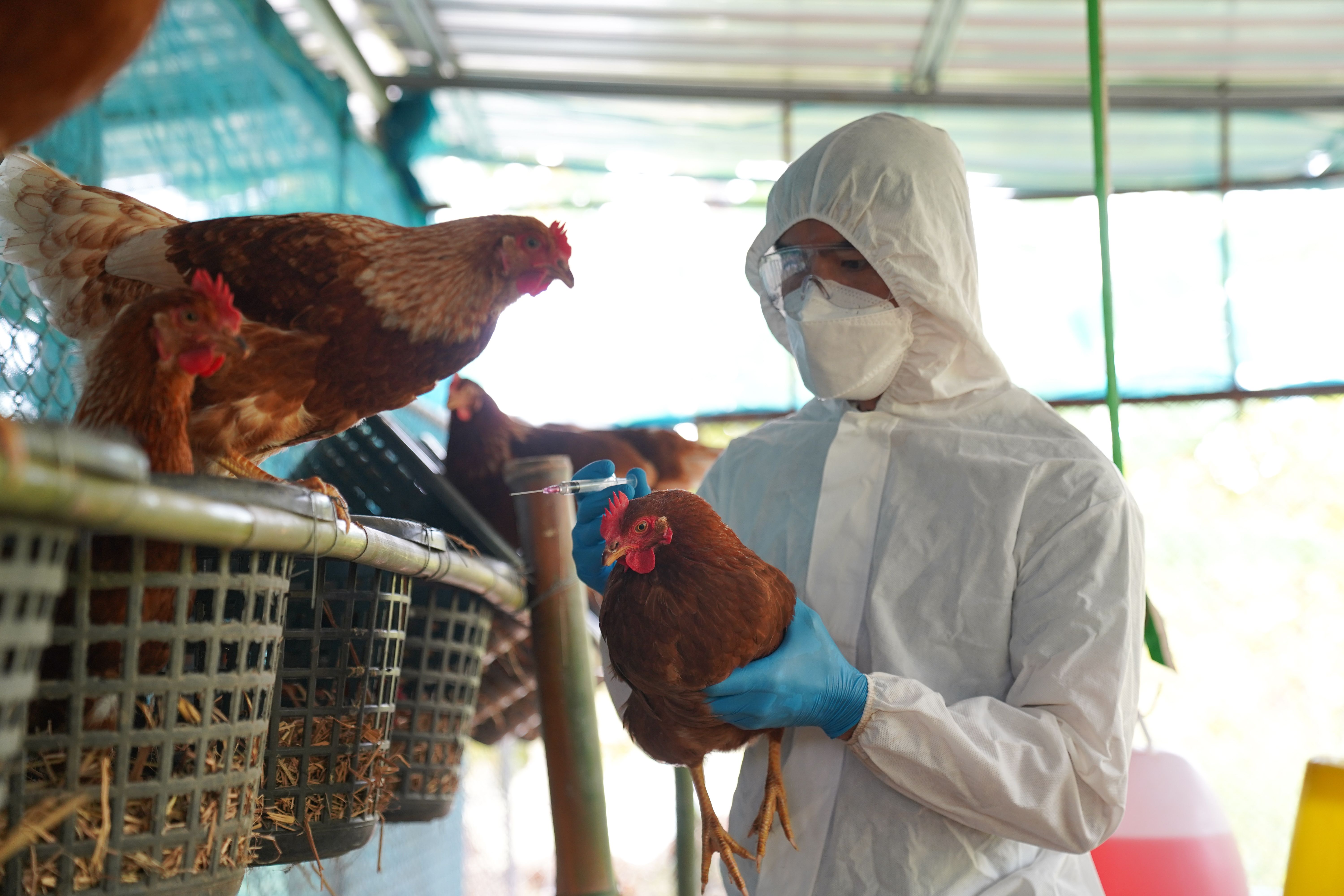 Bird flu | Image credit: PordeeStudio - stock.adobe.com