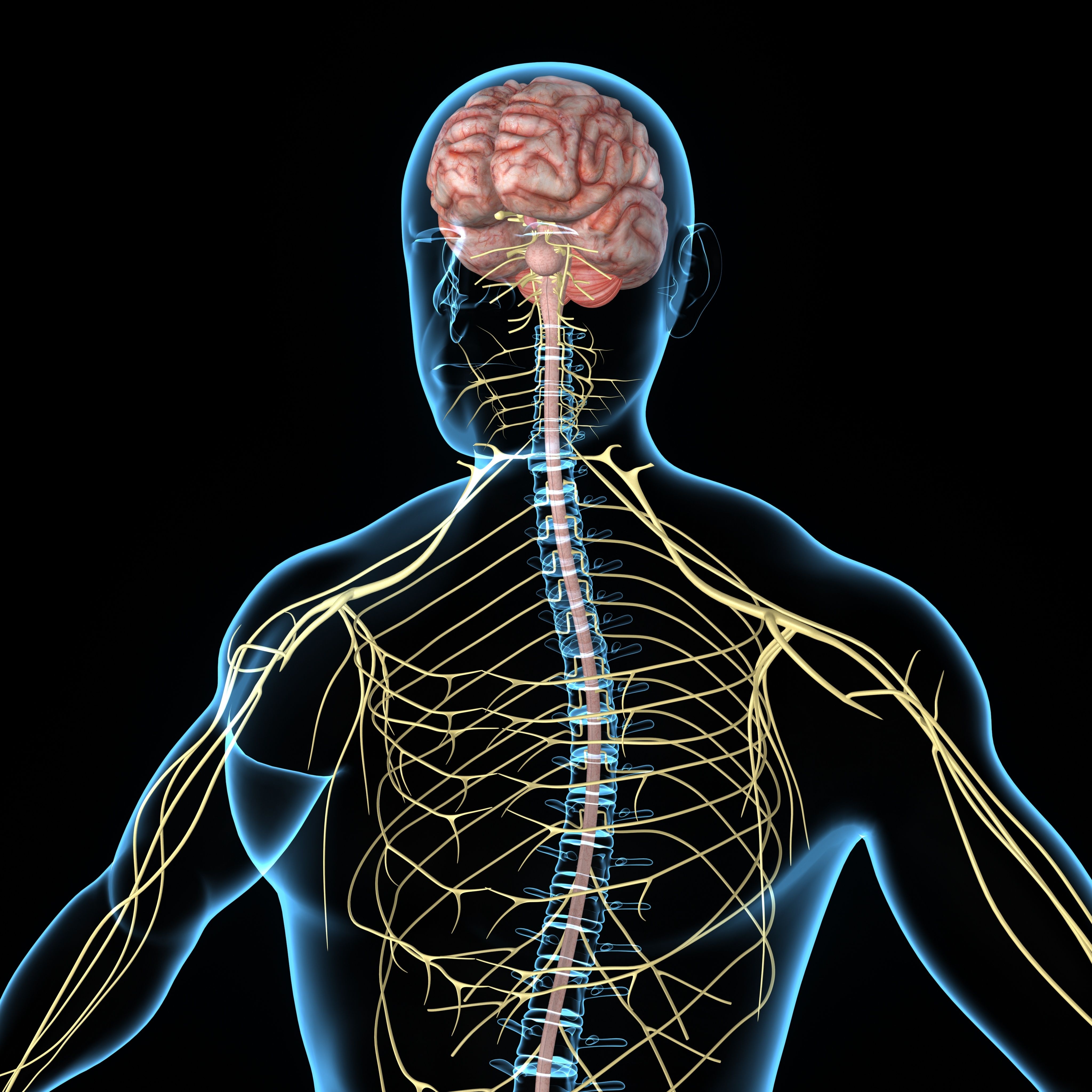 Human skeleton and brain.