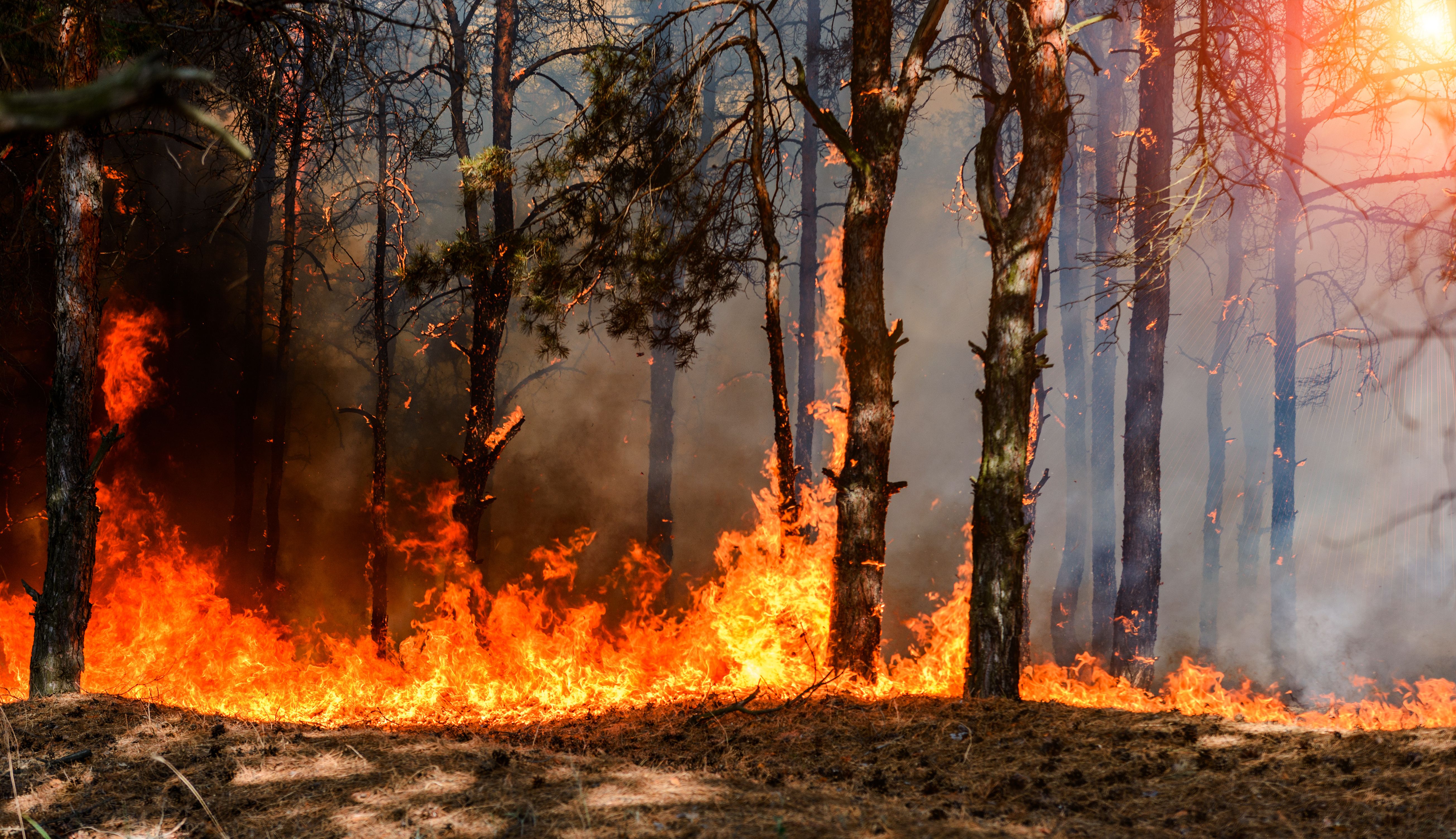 Wildfire | Image credit: yelantsevv - stock.adobe.com