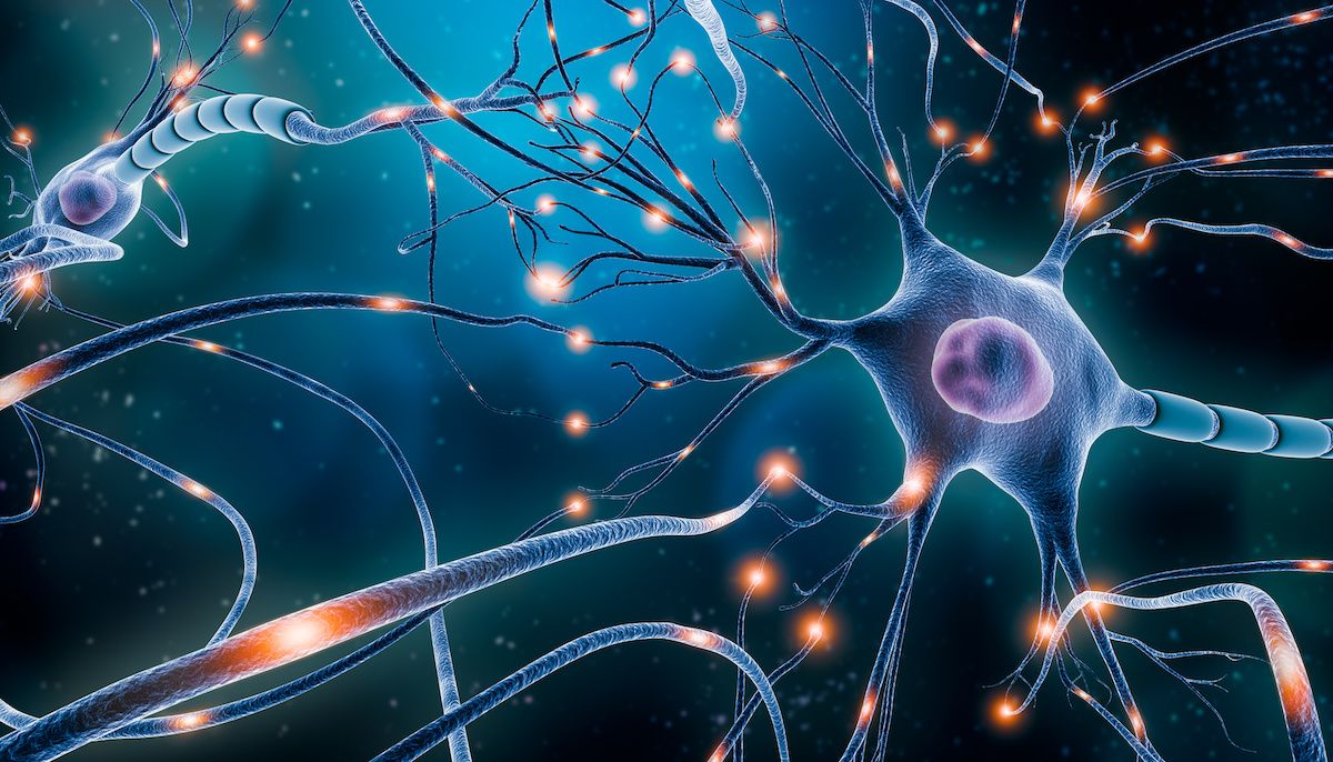 neurons | Image credit: Matthieu - stock.adobe.com
