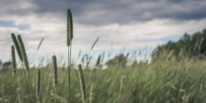 Grassland.