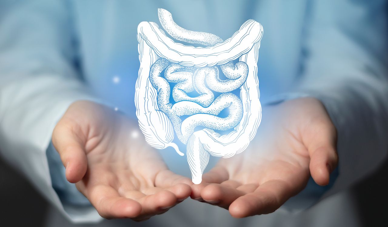rendering of the colon above doctor's hands