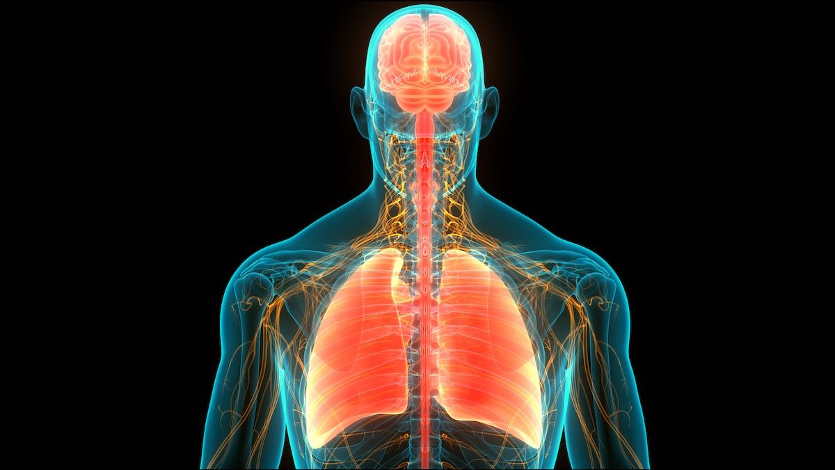 Brain and lungs | Image Credit: © magicmine-stock.adobe.com