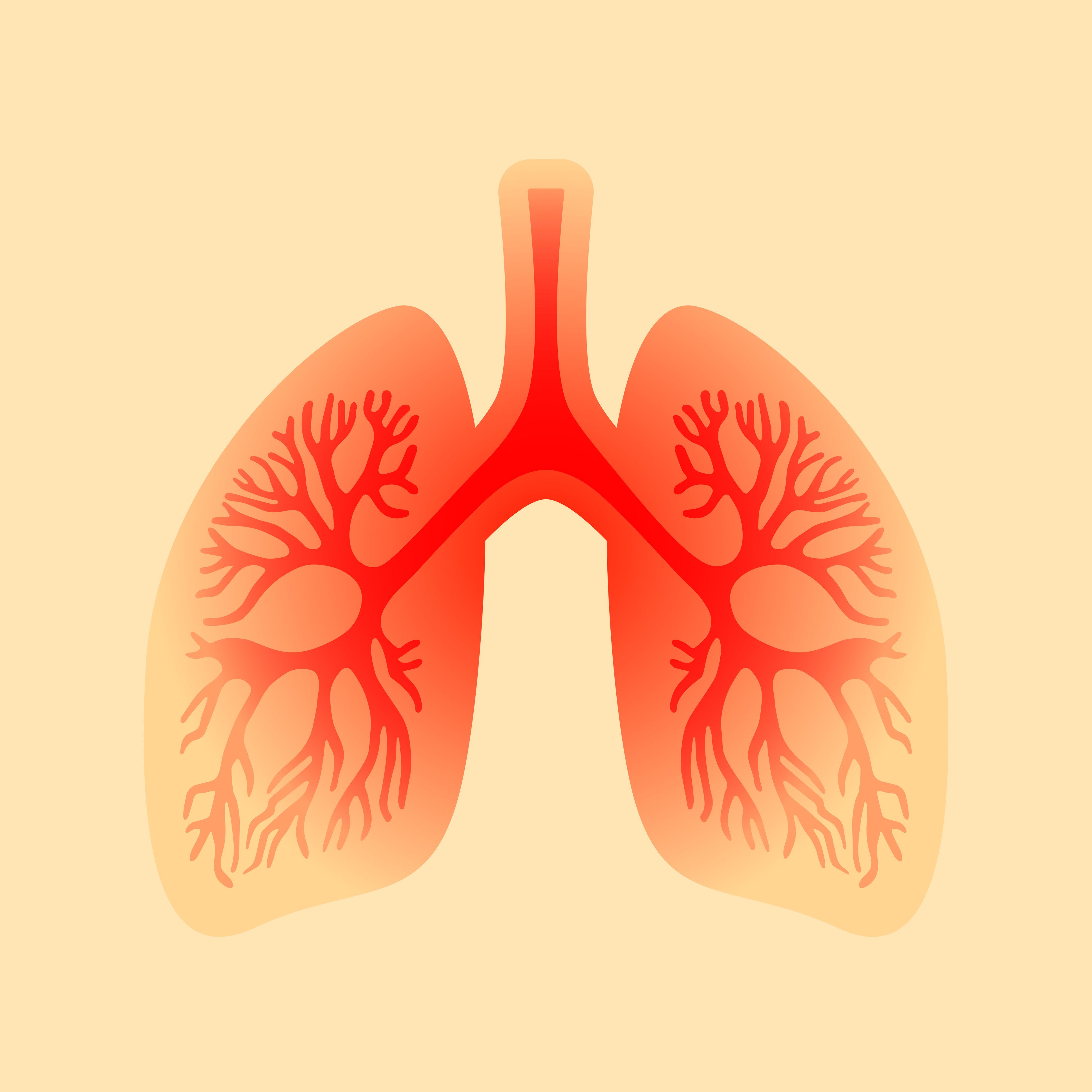 Lung Model | image credit: arcady - stock.adobe.com