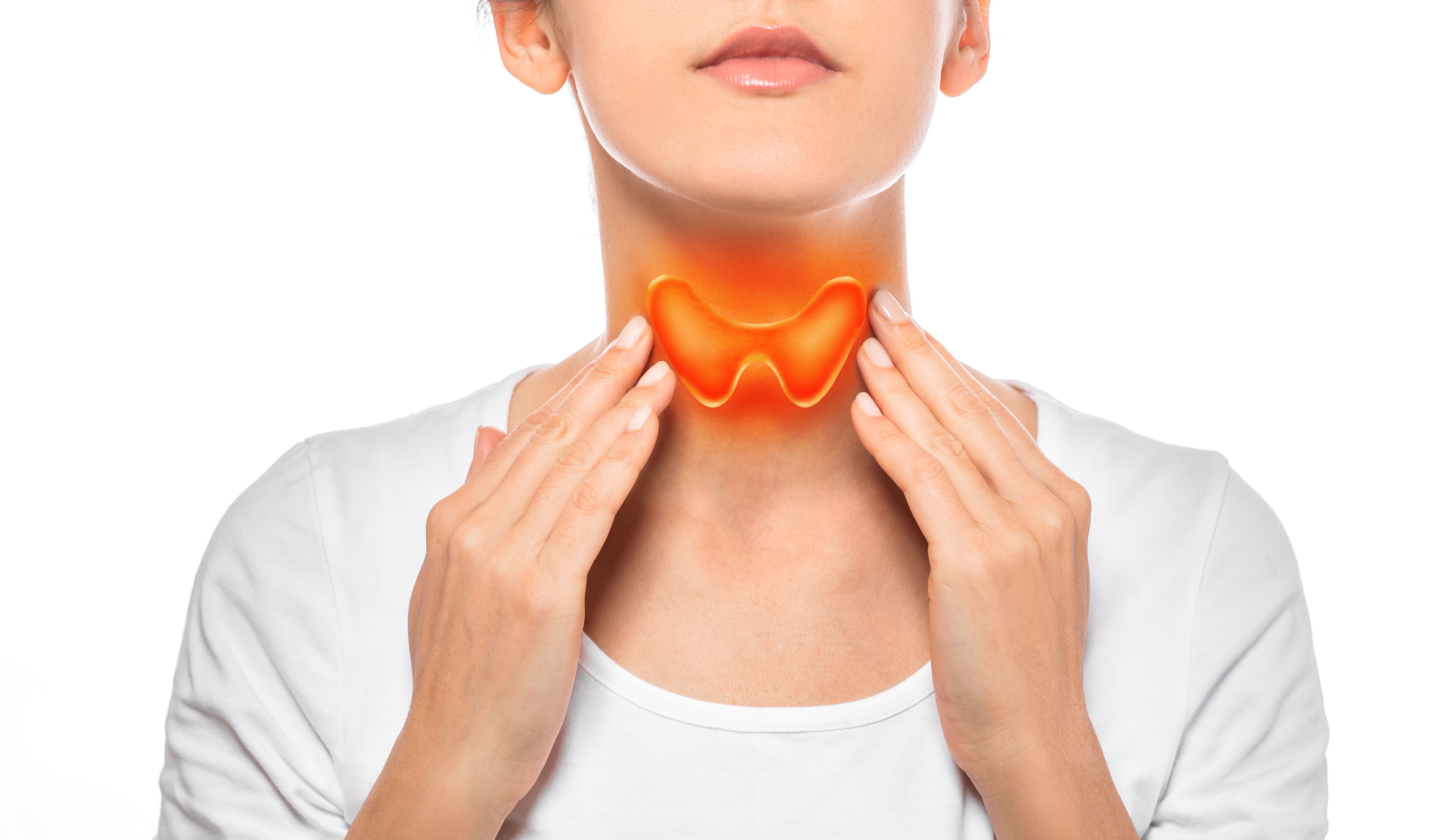 Thyroid | Image credit: Peakstock - stock.adobe.com