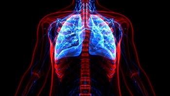 Human Respiratory System Lungs Anatomy | magicmine - stock.adobe.com