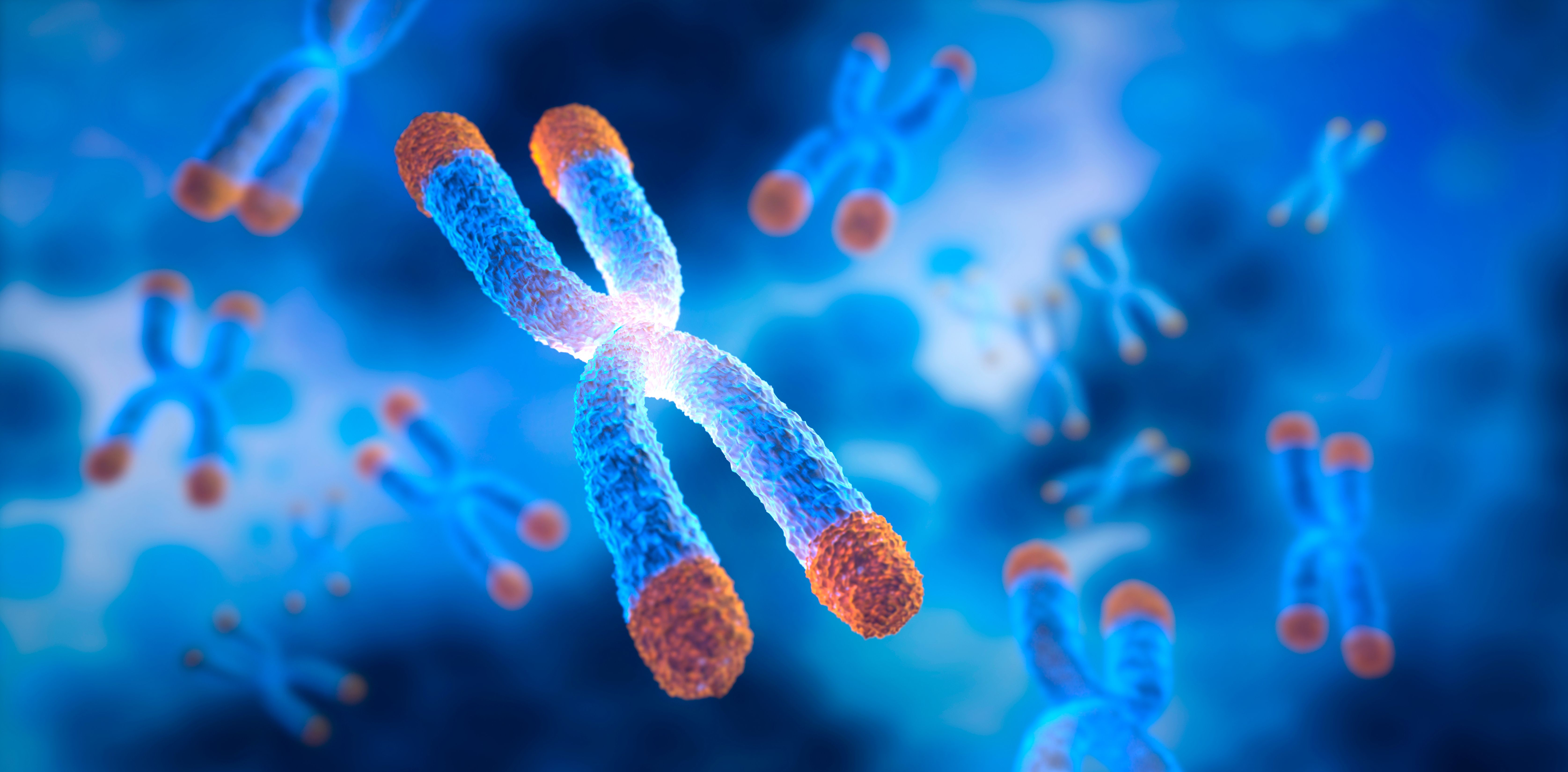 Chromosomes with Telomere floating on blue background | Image credit: peterschreiber.media – stock.adobe.com