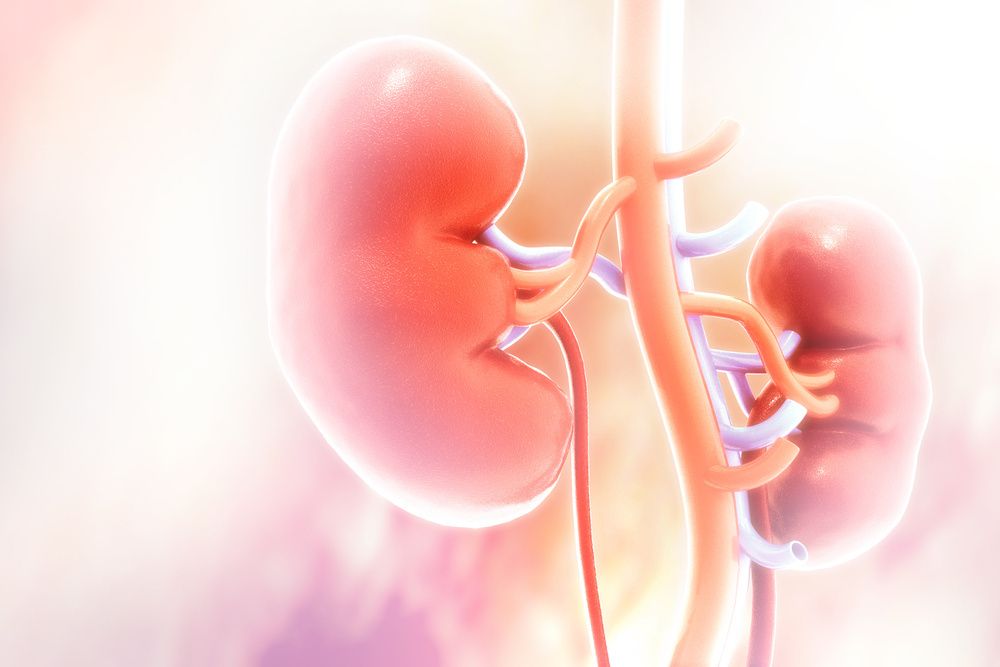 Research Into Key Protein Could Lead to Target to Halt CKD