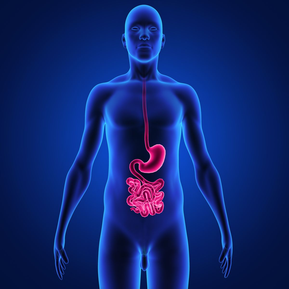 image of GI tract