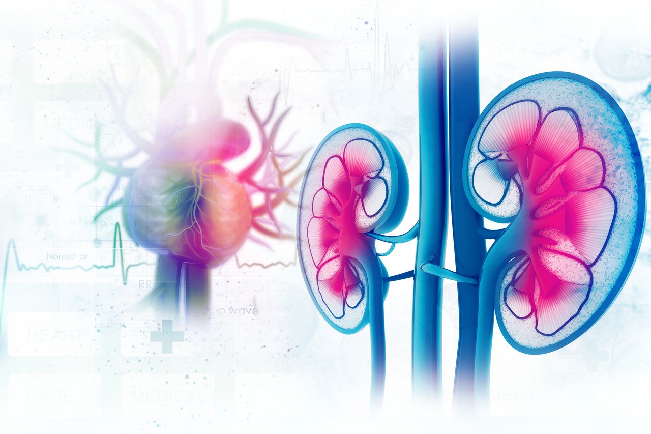 Cross-section of heart and kidneys