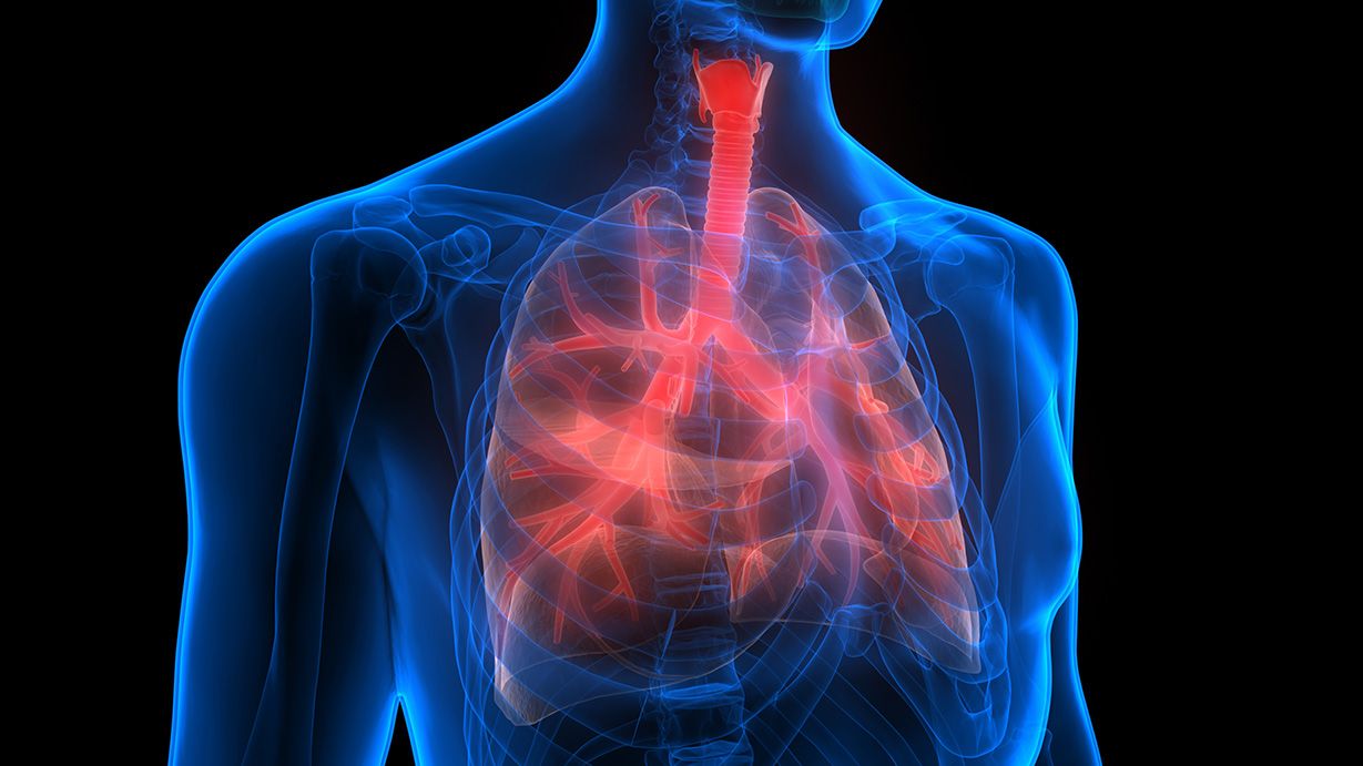 Lungs | Image: Inspira Health 