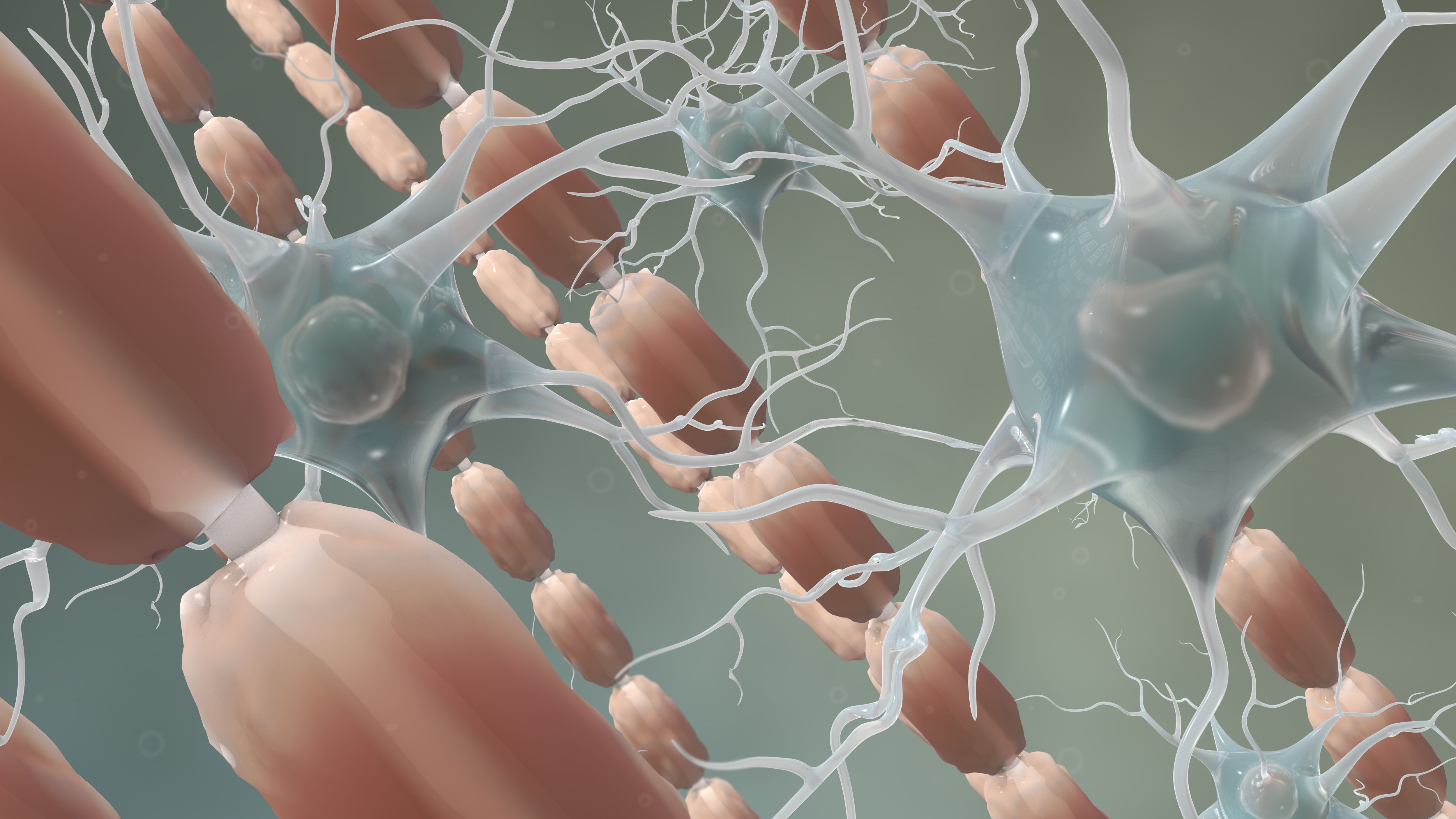 Myelin Sheath and Neurons | Nathan Devry com - stock.adobe.com