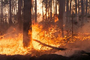 What We're Reading: Wildfire Health Emergency; New Express Scripts Formulary; Insurer Monopoly in Florida