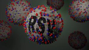 Maternal and infant RSV immunization is safe and boosts antibody levels regardless of sequence. | Image credit: Peter Hansen - stock.adobe.com