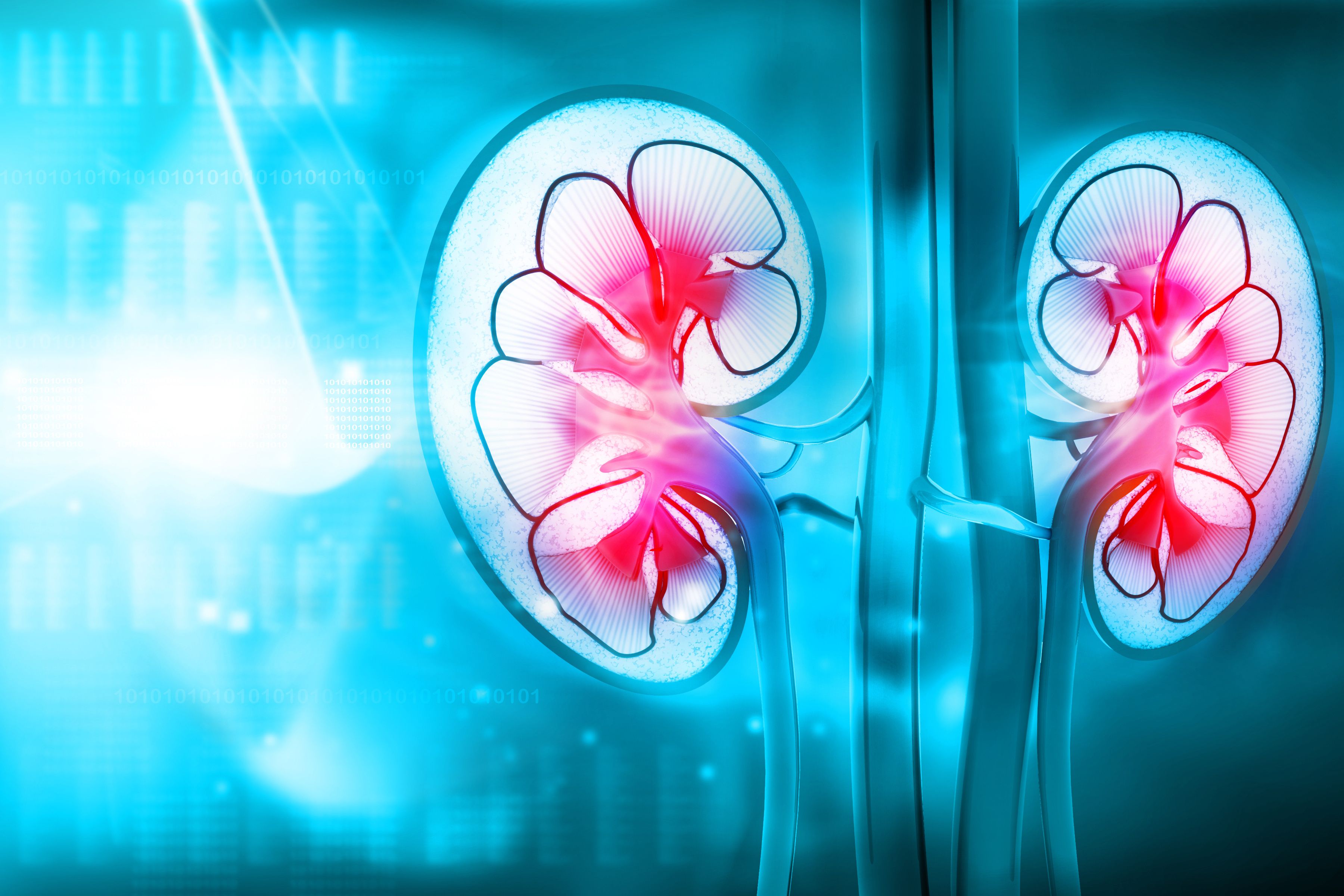 Kidney graphic