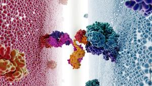Bispecific antibody | Image credit: MD Anderson
