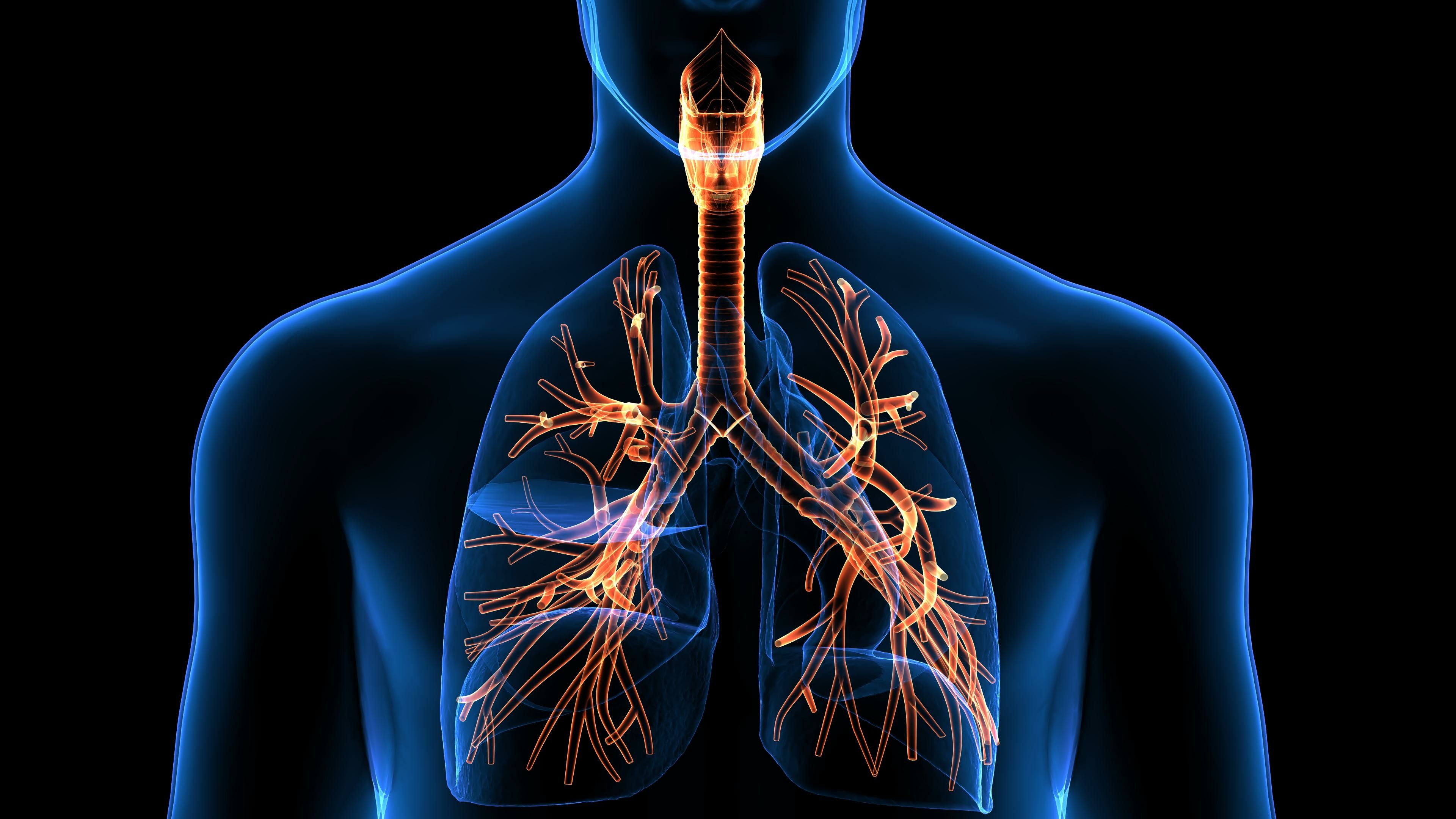 Respiratory system | Image credit: PIC4U - stock.adobe.com