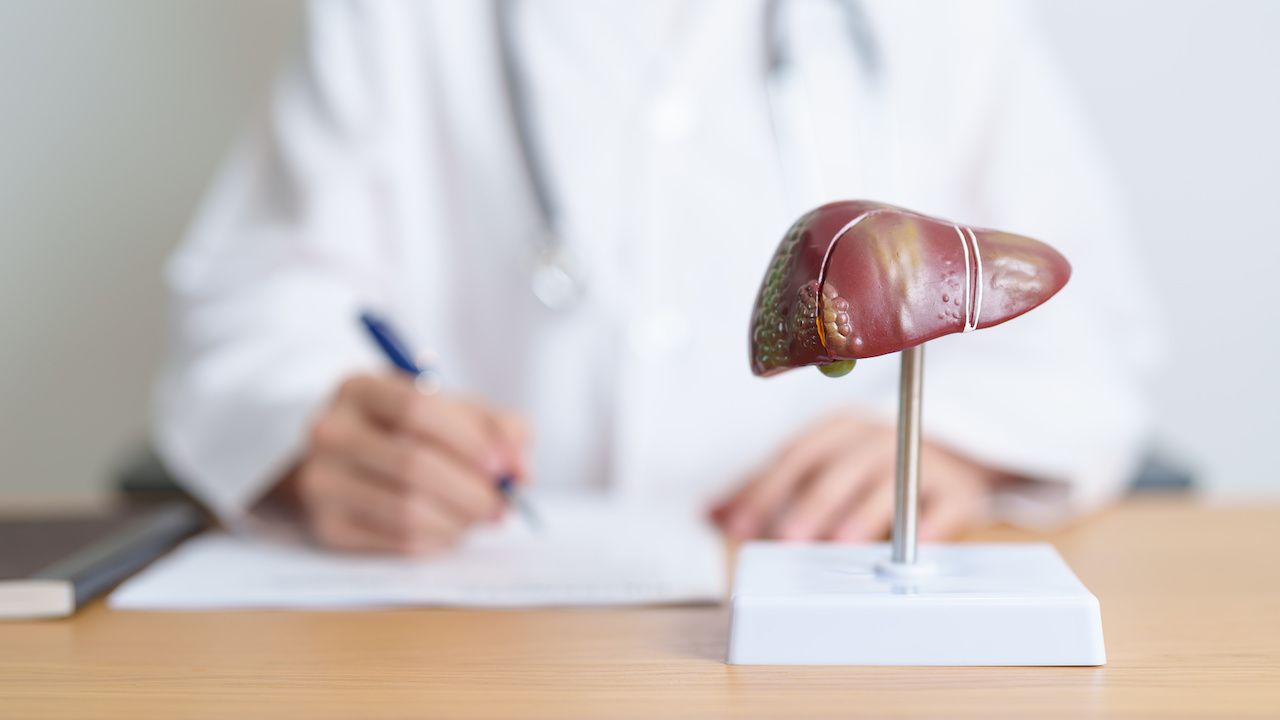 Doctor with human liver anatomy model | Image credit: Jo Panuwat D - stock.adobe.com