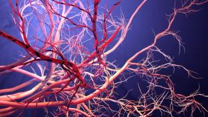 New blood vessel formation | Image credit: Design Cells - stock.adobe.com