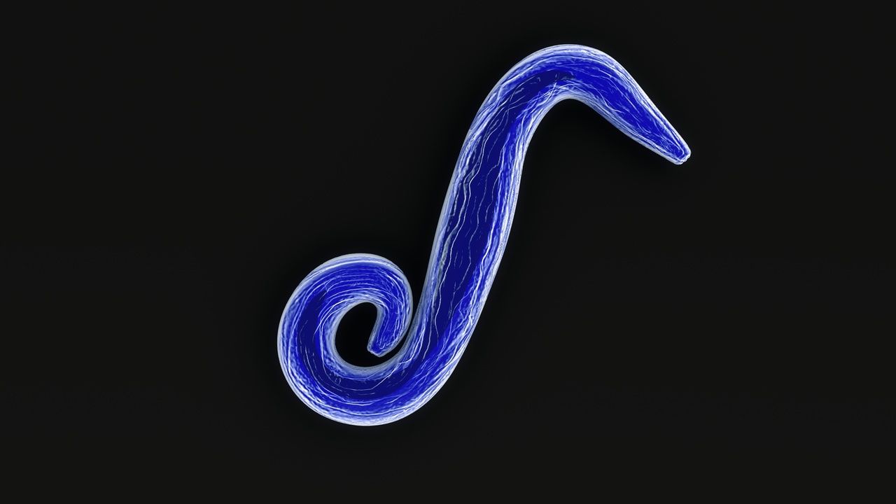 Parasite 