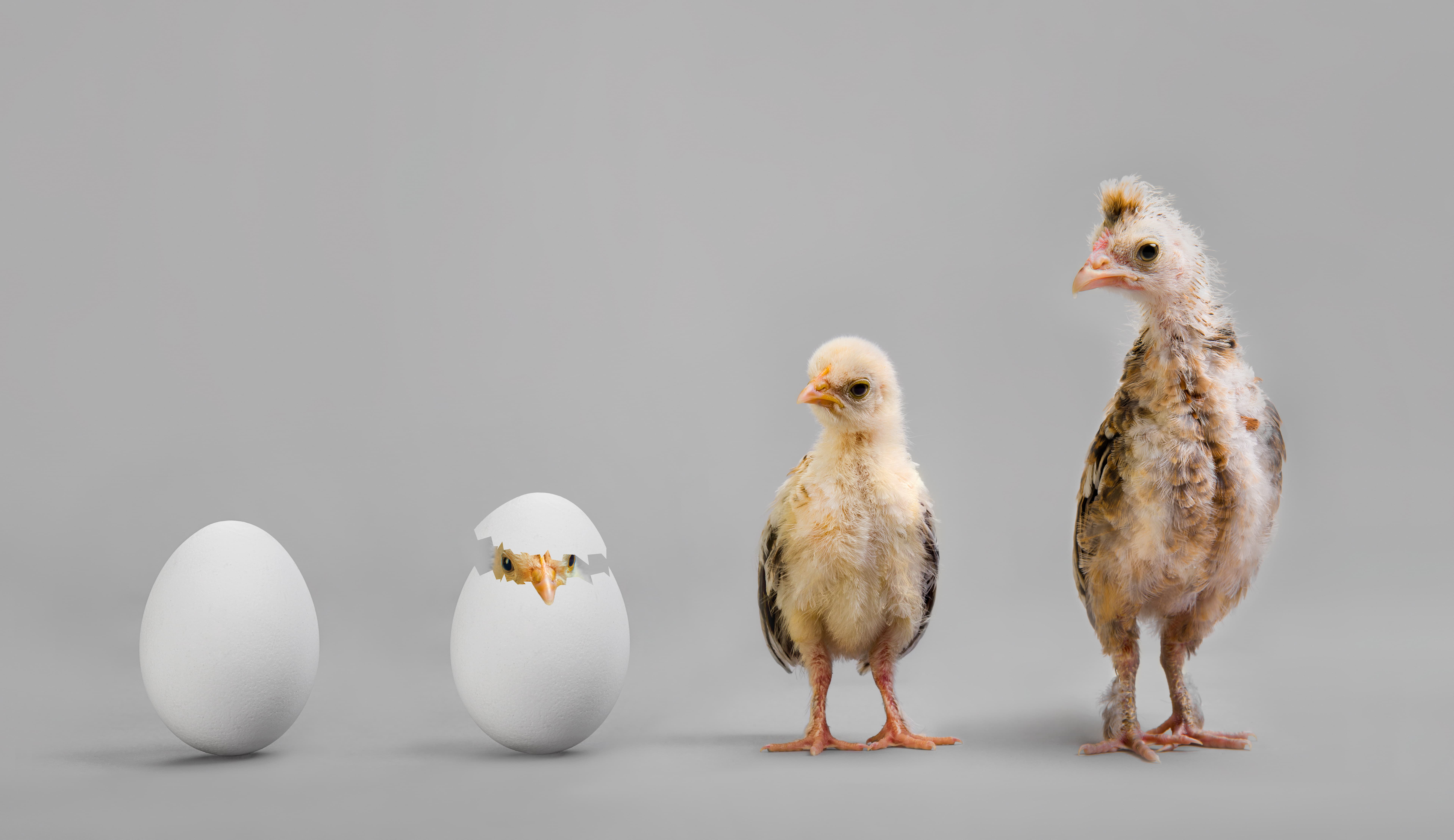 eggs and chicks