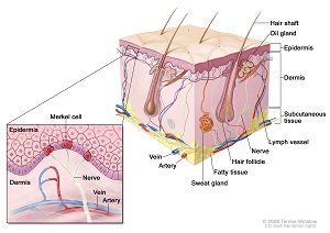 Pembrolizumab Gets Priority Review for Merkel Cell Carcinoma