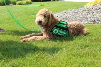 Priority Pups Image of Scout | Image Credit: Priority Health