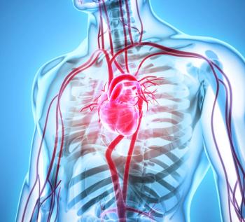 graphic of heart in human body
