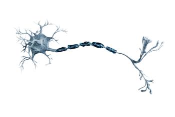 image of a nerve
