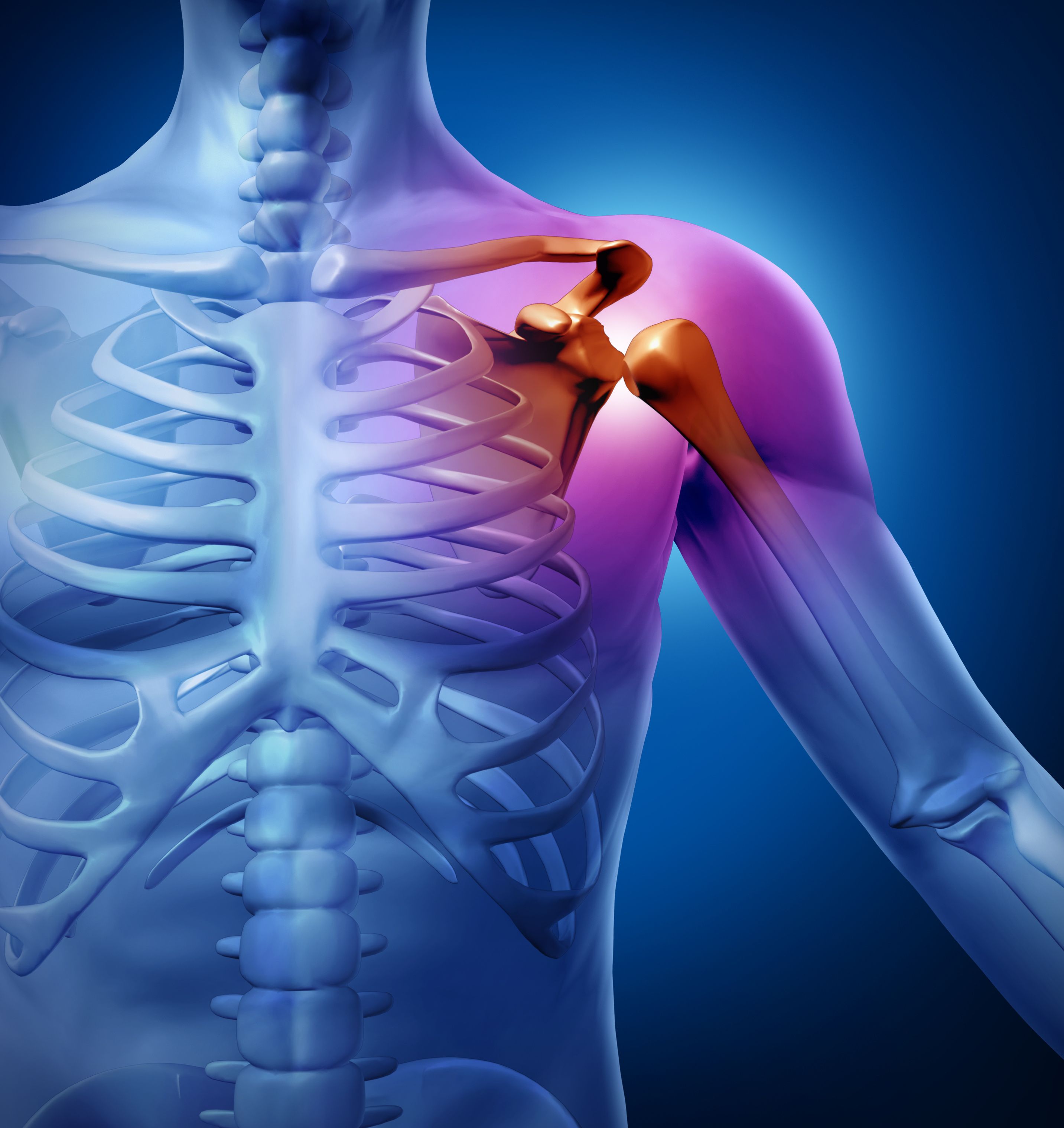 shoulder bone graphic 