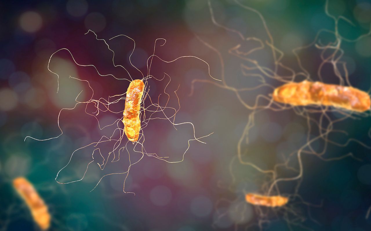 Clostridium difficile bacterium, 3D illustration. Bacteria which cause pseudomembraneous colitis and are associated with nosocomial antibiotic resistance See Less: © Dr_Microbe - stock.adobe.com